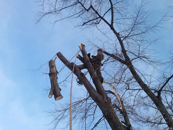 Фото Спиливание деревьев