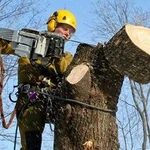 фото Кронирование и удаление деревьев и кустарников