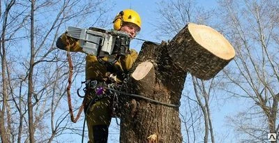 Фото Услуги по обрезке и спилу деревьев