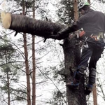 фото Валка деревьев частями